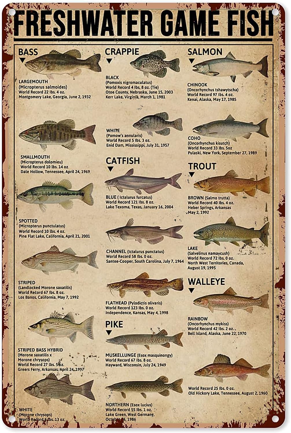 Aquarium Fish Hiding Places - Y1, Poster artistici da pesca, Targhetta