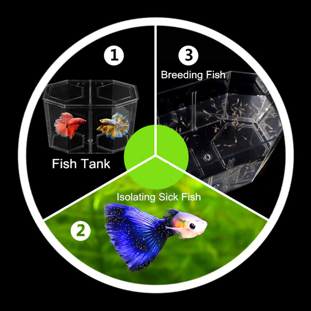 Acrilico Due Splits Guppy Acqu - Aquarium Goldfish recensione e prezzo